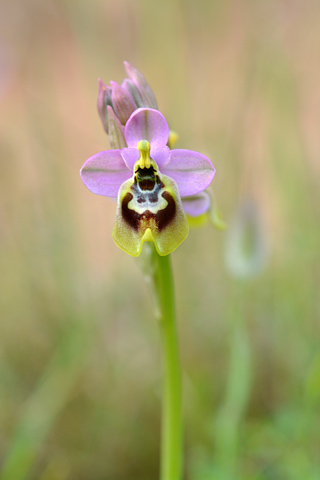 Ophrys tardans