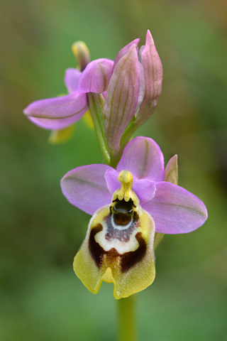 Ophrys tardans