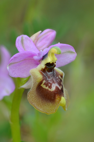 Ophrys tardans