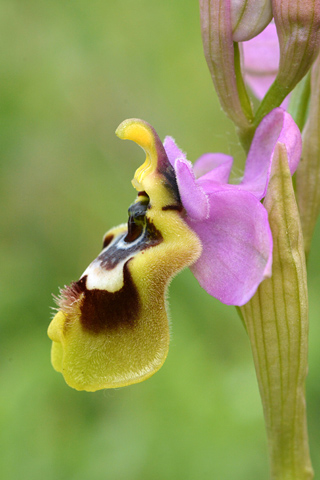 Ophrys tardans