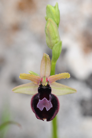 Ophrys bertolonii x tarentina