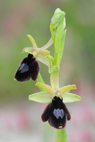 Ophrys bertolonii x tarentina