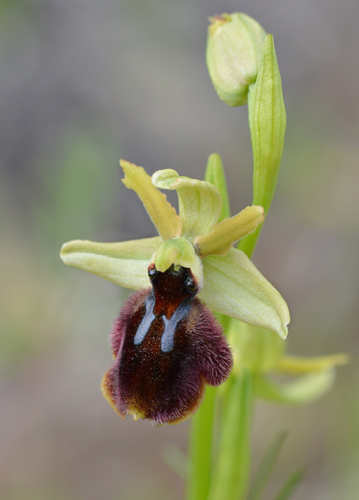 Ophrys tarentina