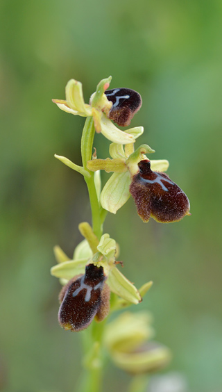 Ophrys tarentina