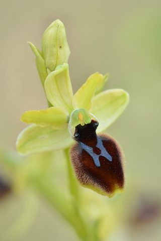 Ophrys tarentina