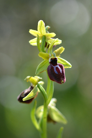 Ophrys tarentina