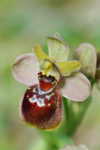 Ophrys araneola x tenthredinifera