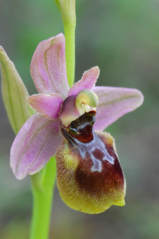 Ophrys occidentalis x tenthredinifera