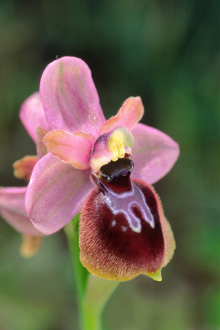 Ophrys occidentalis x tenthredinifera