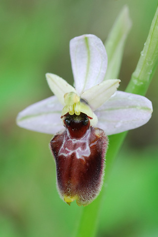 Ophrys occidentalis x tenthredinifera