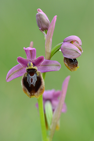 Ophrys occidentalis x tenthredinifera