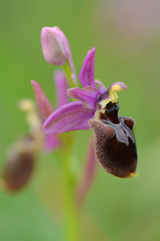 Ophrys occidentalis x tenthredinifera