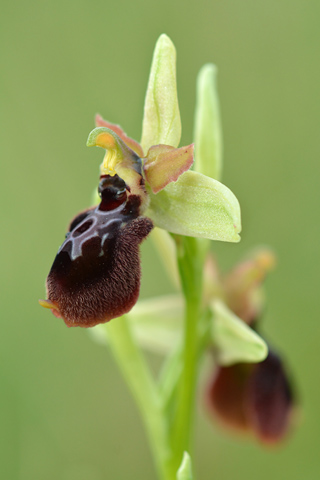 Ophrys occidentalis x tenthredinifera