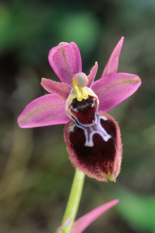 Ophrys passionis x tenthredinifera