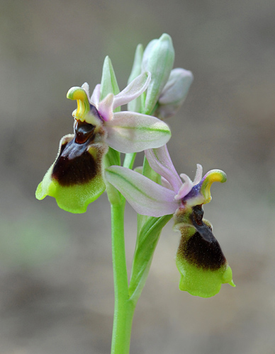 Ophrys tenthredinifera