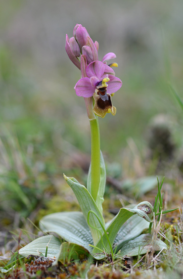 Ophrys tenthredinifera