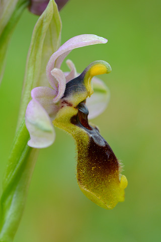 Ophrys tenthredinifera