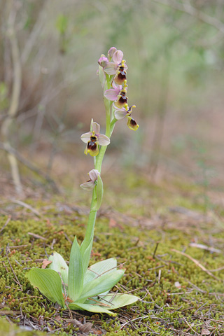 Ophrys tenthredinifera