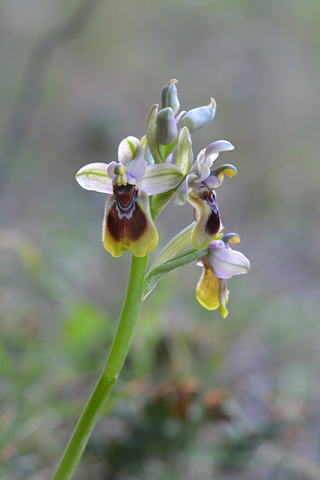 Ophrys tenthredinifera