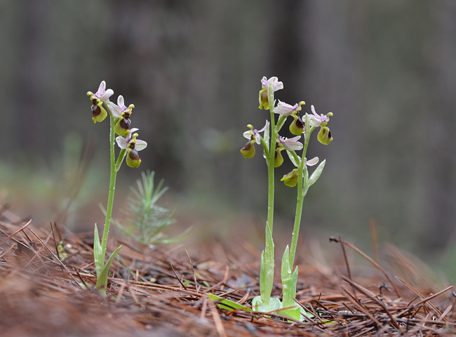 Ophrys tenthredinifera