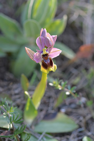 Ophrys tenthredinifera