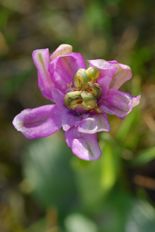 Ophrys tenthredinifera lusus