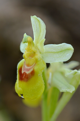 Ophrys tenthredinifera lusus