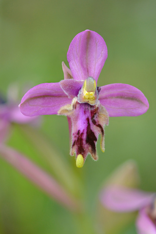 Ophrys tenthredinifera lusus