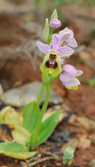 Ophrys ulyssea