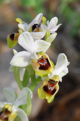 Ophrys ulyssea