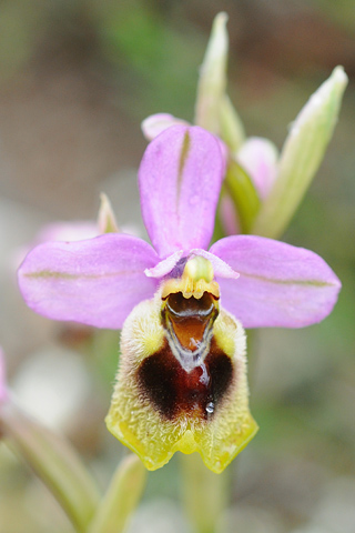 Ophrys ulyssea