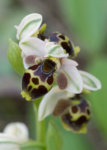 Ophrys umbilicata