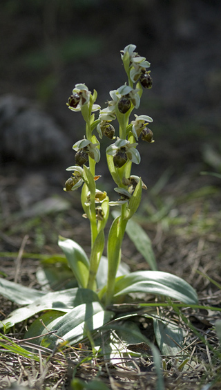 Ophrys umbilicata