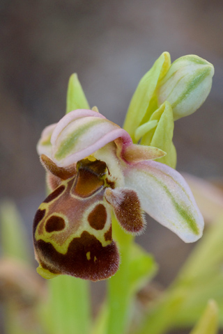 Ophrys umbilicata