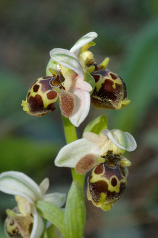 Ophrys umbilicata