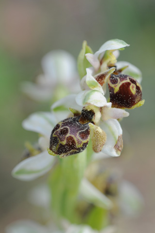 Ophrys umbilicata