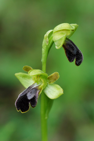 Ophrys sulcata x vasconica