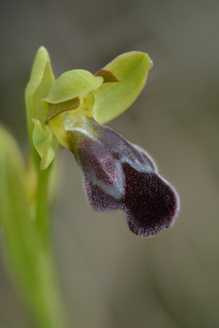 Ophrys sulcata x vasconica