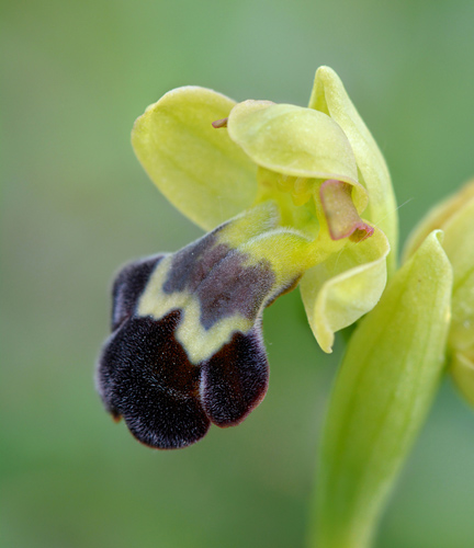 Ophrys vasconica