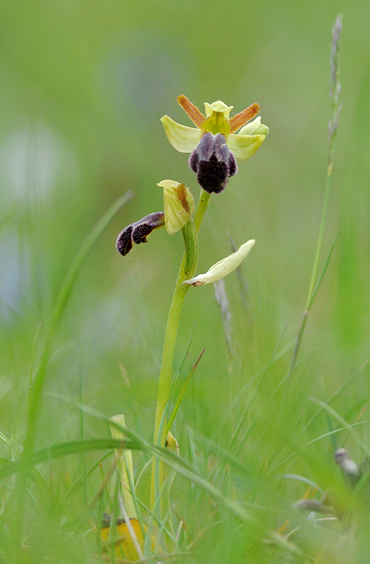 Ophrys vasconica