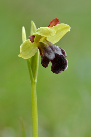 Ophrys vasconica