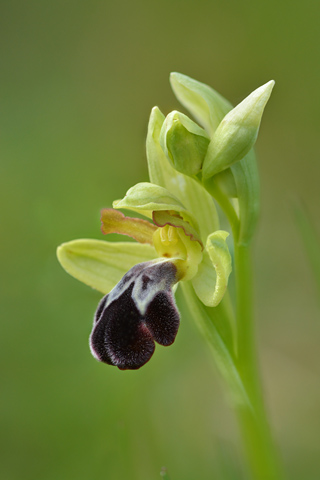 Ophrys vasconica