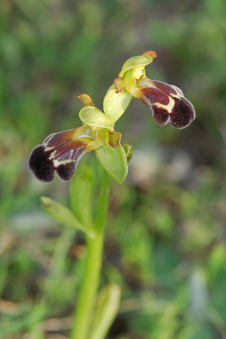 Ophrys vasconica