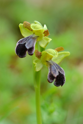 Ophrys vasconica