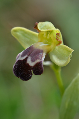 Ophrys vasconica