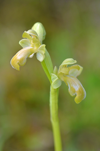 Ophrys vasconica