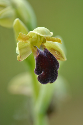 Ophrys vasconica