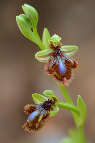 Ophrys speculum x vernixia