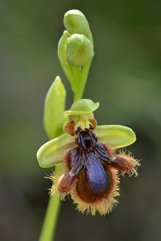 Ophrys speculum x vernixia