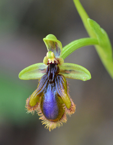 Ophrys vernixia